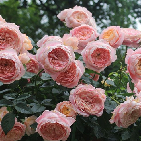 Tangerine 橘子 (China 天狼)