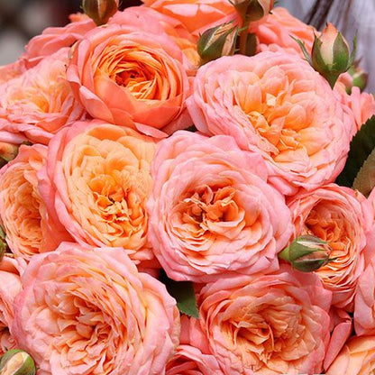 Tangerine 橘子 (China 天狼)