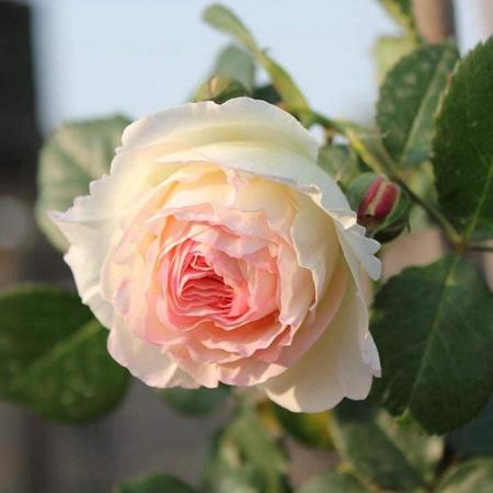 Rose Eden Tree Rose 粉龙 树玫瑰 (France)