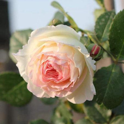 Rose Eden Tree Rose 粉龙 树玫瑰 (France)