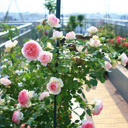 Rose Eden Tree Rose 粉龙 树玫瑰 (France)