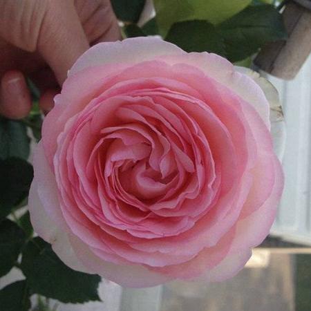 Rose Eden Tree Rose 粉龙 树玫瑰 (France)