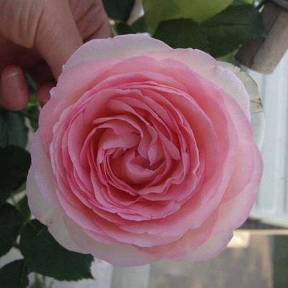 Rose Eden Tree Rose 粉龙 树玫瑰 (France)