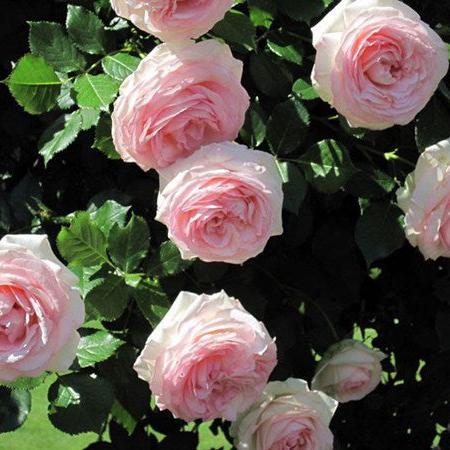 Rose Eden Tree Rose 粉龙 树玫瑰 (France)