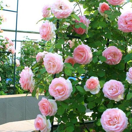 Rose Eden Tree Rose 粉龙 树玫瑰 (France)
