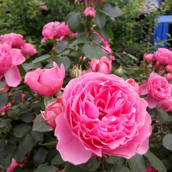 Leonardo da Vinci 粉色达芬奇 (France)