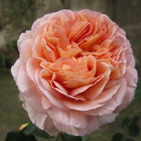 Cockers Roses Aberdeen Shrub Roses – Hillside Rose Farm