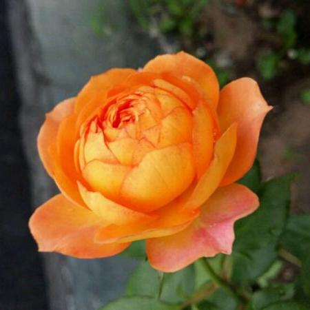 Honey Caramel 蜂蜜焦糖 (France)