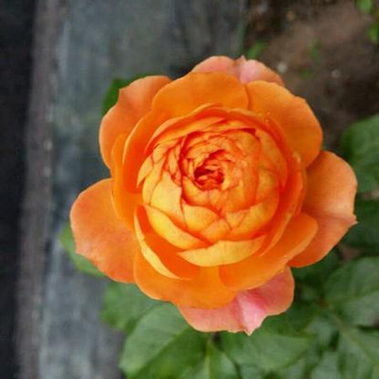 Honey Caramel 蜂蜜焦糖 (France)