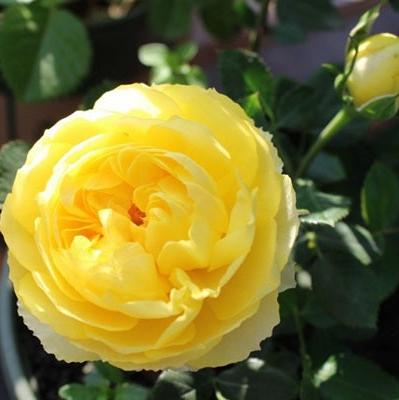 Canary Tree Rose 金丝雀 树玫瑰 (Germany)