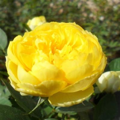 Canary Tree Rose 金丝雀 树玫瑰 (Germany)