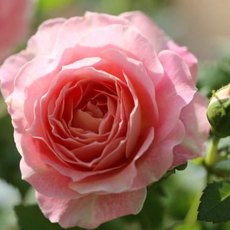 Neptune King Terrazza Tree Rose 海神王陽台 树玫瑰 (Netherlands)