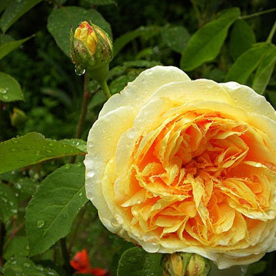 AUSpeet 达尔文 (England)