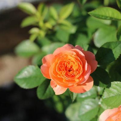 Juicy Terrazza Tree Rose 果汁阳台 树玫瑰 (Netherlands)