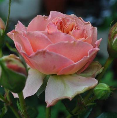 Abricot Terrazza Tree Rose 杏色露台 树玫瑰 (Netherlands)