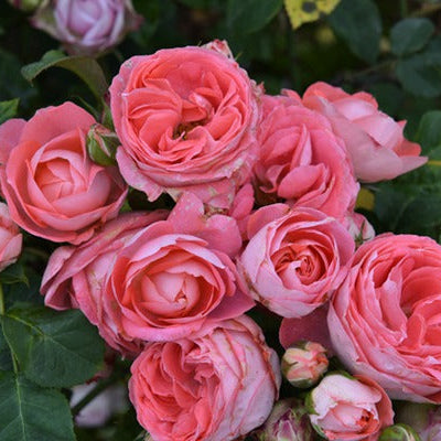 Nova King Terrazza 诺娃 (Netherlands)