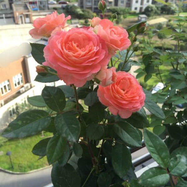 Nova King Terrazza 诺娃 (Netherlands)