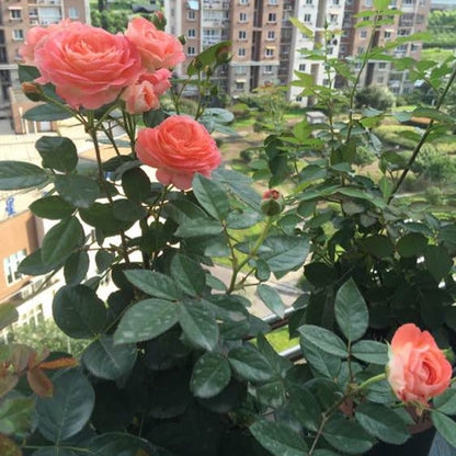 Nova King Terrazza 诺娃 (Netherlands)