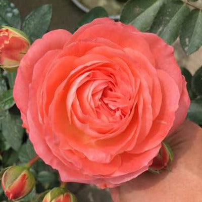 Nova King Terrazza 诺娃 (Netherlands)