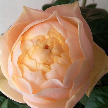 Romantica Vuvuzela 浪漫珊瑚心 (Netherlands)