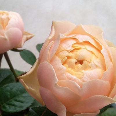 Romantica Vuvuzela 浪漫珊瑚心 (Netherlands)