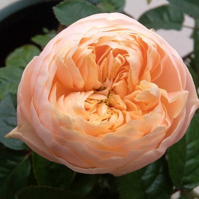 Romantica Vuvuzela 浪漫珊瑚心 (Netherlands)