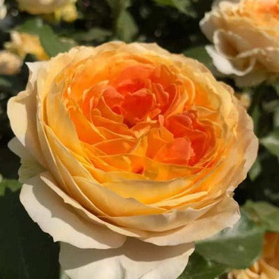 Caramel Antike 焦糖古董 (Germany) – Hillside Rose Farm