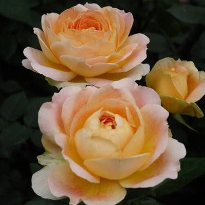 Caramel Antike 焦糖古董 (Germany)