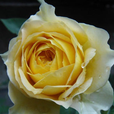 Caramel Antike 焦糖古董 (Germany) – Hillside Rose Farm