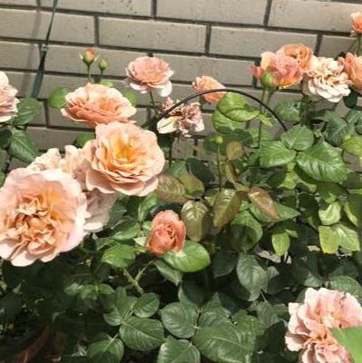 Cafe Latte 拿铁咖啡 (Netherlands)