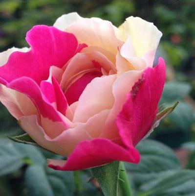 Fugetsu 风月 (Japan)