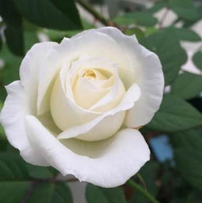 Wedding Road 婚礼之路 (Japan)