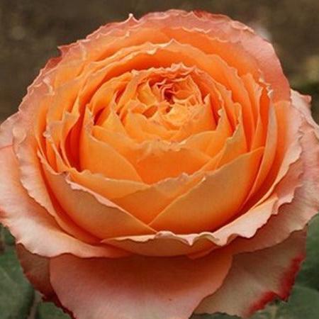 Orange Romantica 浪漫橙色 (France)