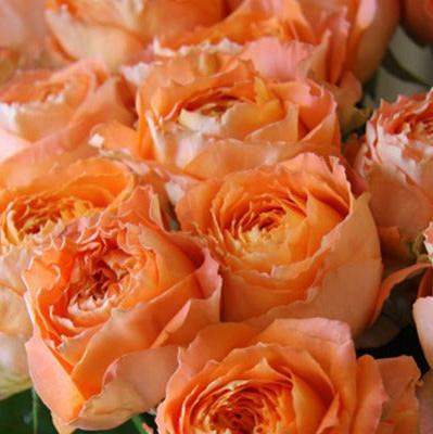 Orange Romantica 浪漫橙色 (France)