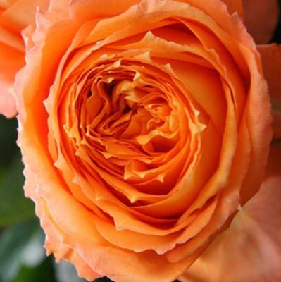 Orange Romantica 浪漫橙色 (France)