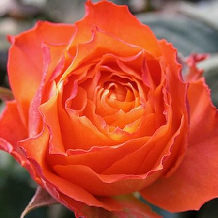 Orange Romantica 浪漫橙色 (France)