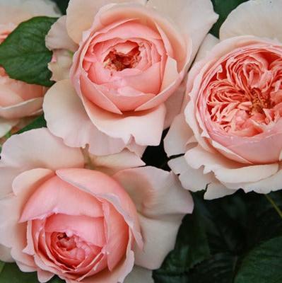 Masora Tree Rose 真宙 树玫瑰 (Japan)