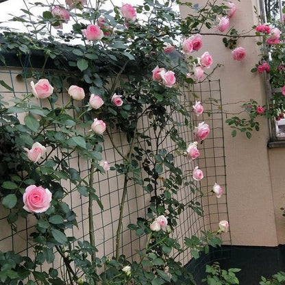 Rose Eden Tree Rose 粉龙 树玫瑰 (France)