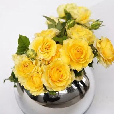 Shell Tree Rose 贝壳 树玫瑰 (Japan)
