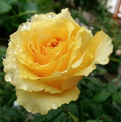 Shell Tree Rose 贝壳 树玫瑰 (Japan)