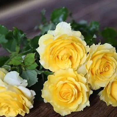 Shell Tree Rose 贝壳 树玫瑰 (Japan)