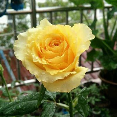 Shell Tree Rose 贝壳 树玫瑰 (Japan)