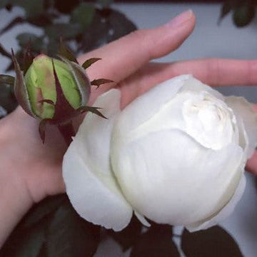 Cygne Antike	天鹅古董 (Japan)