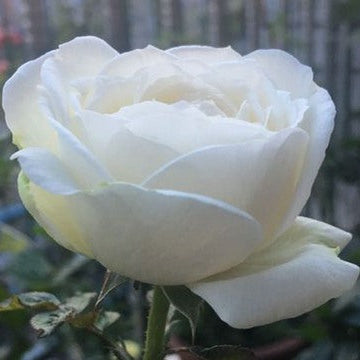 Cygne Antike	天鹅古董 (Japan)