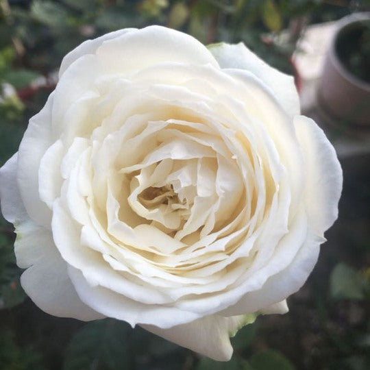 Cygne Antike	天鹅古董 (Japan)