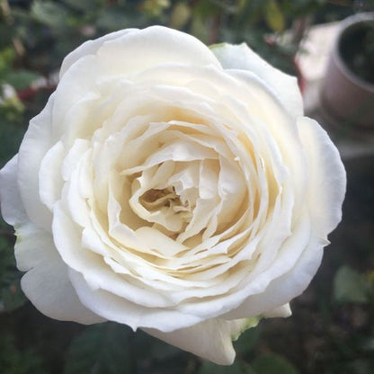 Cygne Antike	天鹅古董 (Japan)