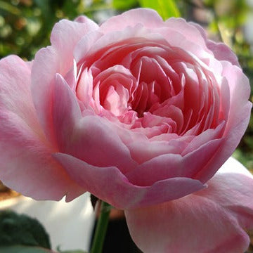Tamaki 环 (Japan)