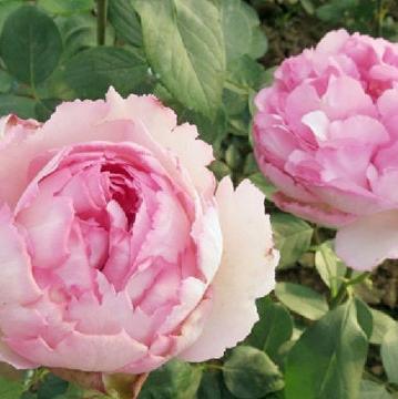 Yves Le Métropole 伊芙繁华都市 (France)