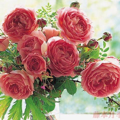 AUShunter 银禧 (England)