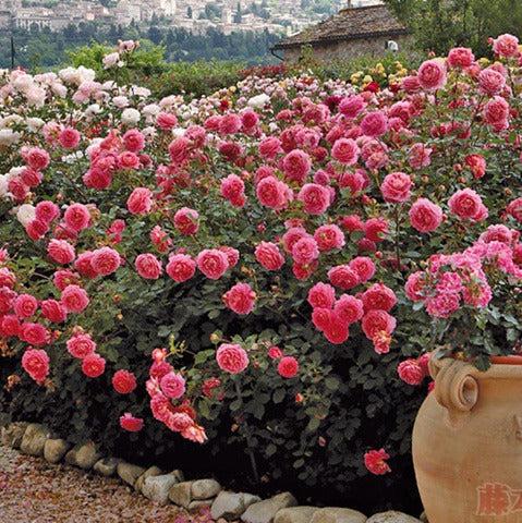 AUShunter 银禧 (England)